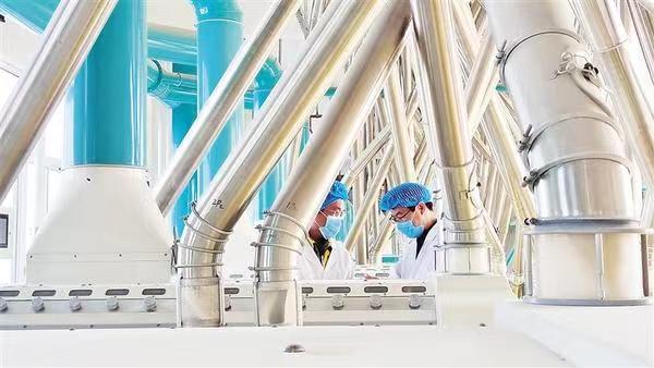 西华枣花面业：“吃干榨净”每粒麦 要让珍馐香万家